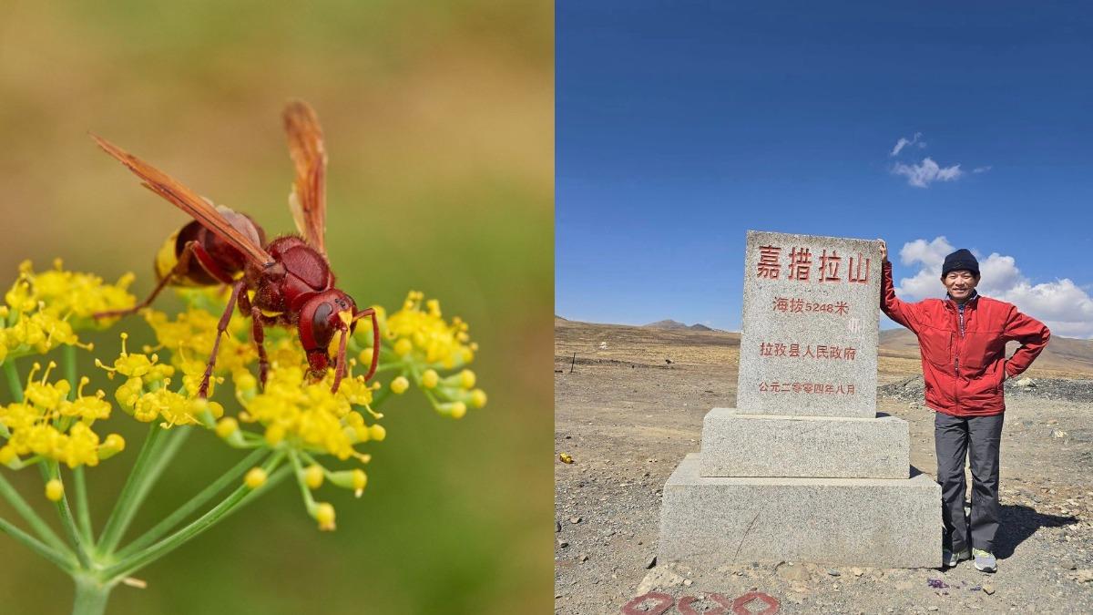 擁有近20年登山經驗的羅明原分享遇到虎頭蜂保命秘訣。（圖／shutterstock 達志影像、翻攝自羅明原臉書）