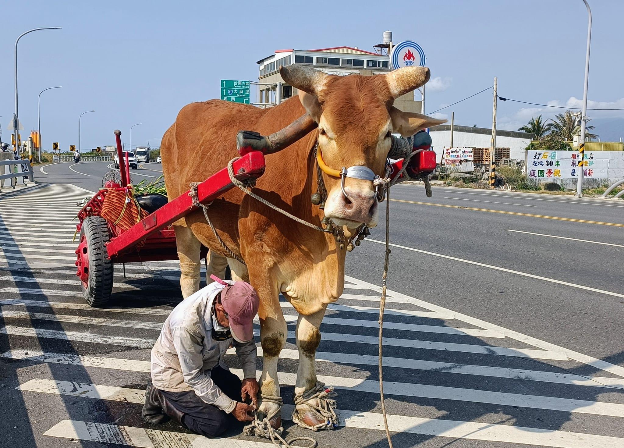 Farmer’s ox in rope shoes draws fans (Courtesy of social media) Taitung farmer’s ox with rope shoes goes viral online