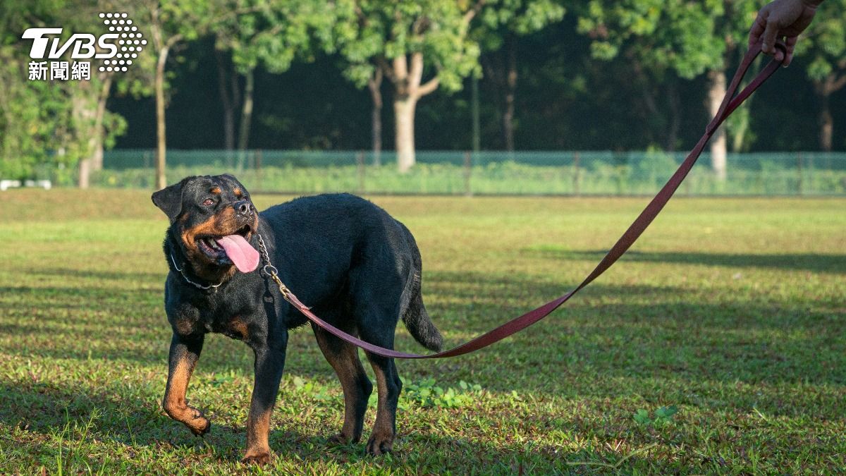 狠女指使羅威那犬攻擊9歲女童。（示意圖／shutterstock 達志影像）