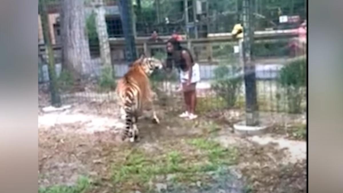 紐澤西動物園發現一名女遊客硬闖圍欄，試圖伸手接近老虎差點被咬。（圖／翻攝自 News 12）