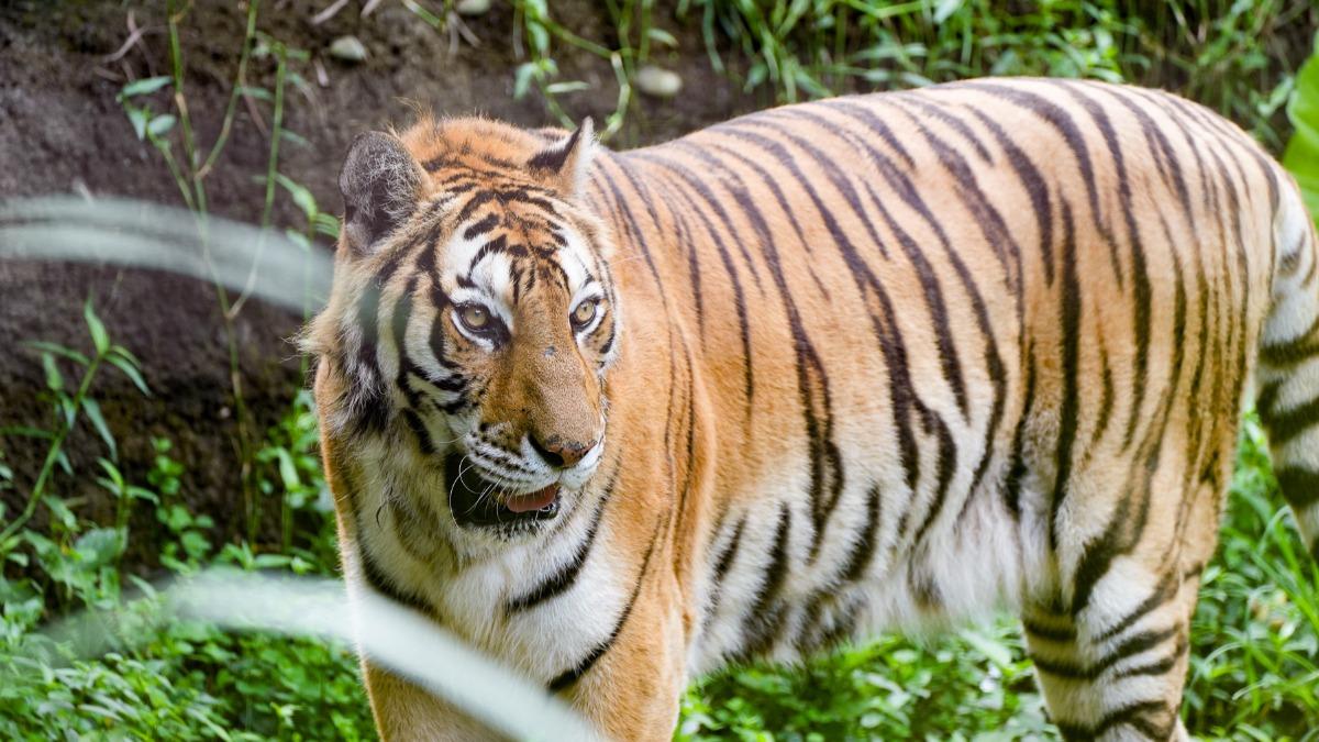 孟加拉虎「新春」（23歲8個月）與世長辭。(圖／動物園提供)