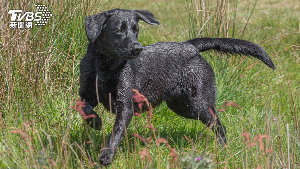 英寵物犬誤食「死人手指」劇毒植物　抽搐血狂流猝逝