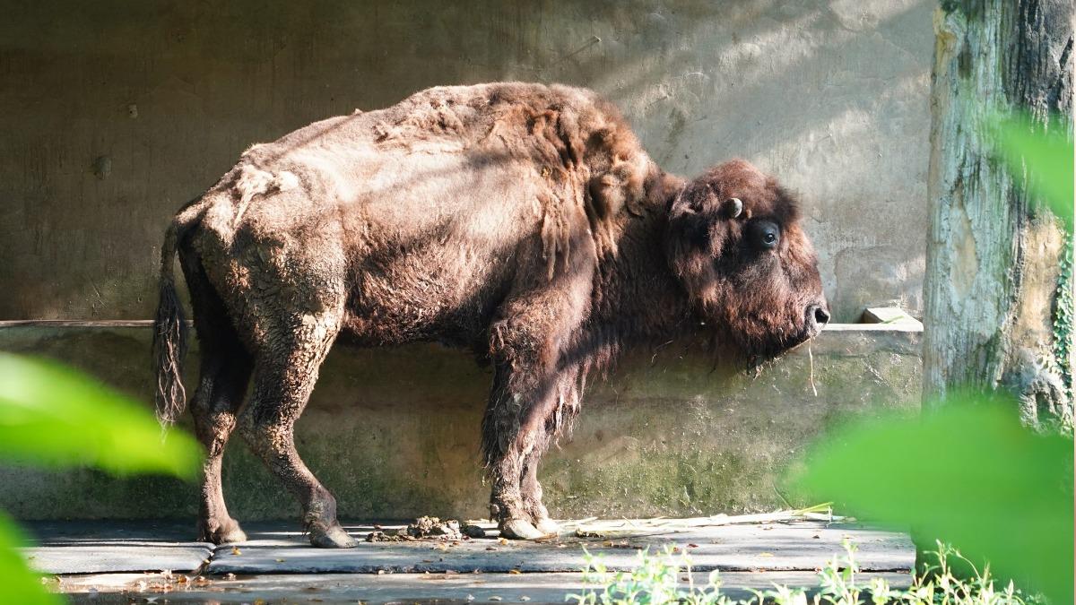 Taipei Zoo mourns the loss of its last American bison