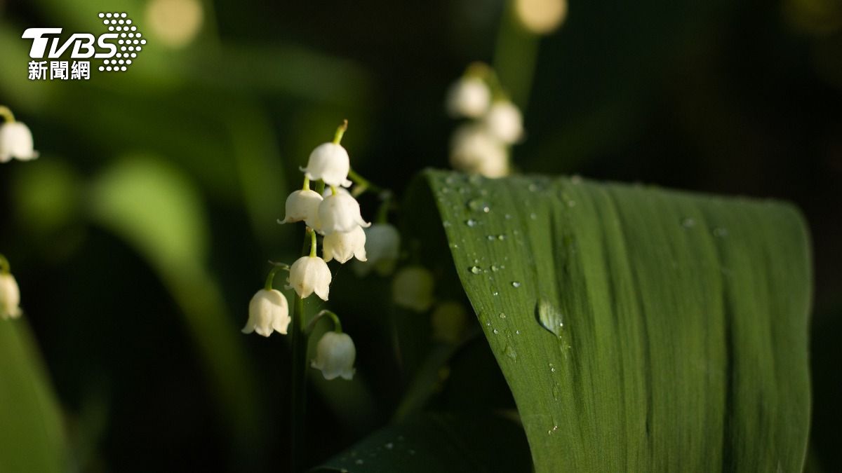 今（7）日24節氣中的「白露」，但有3生肖的運勢恐受挫。（示意圖／Shutterstock達志影像）