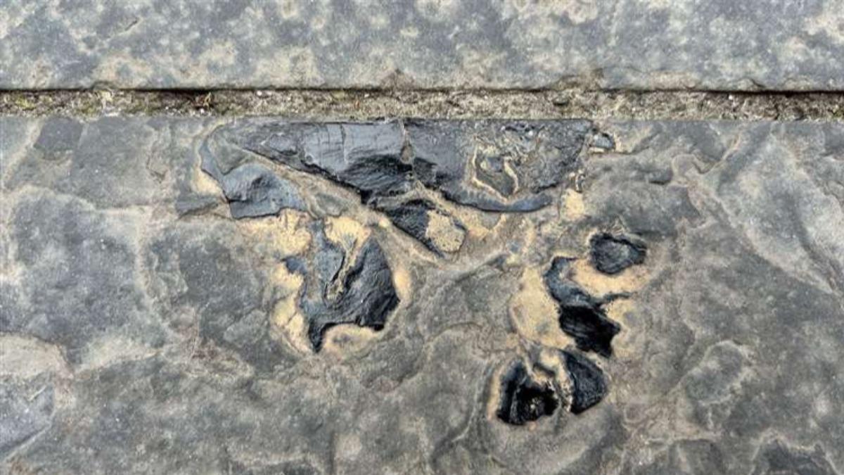 蘇格蘭近日有名博物館人員走在人行道上時，意外發現腳下的地磚竟是1塊遠古魚類的化石。（圖／翻攝自X@KtLeeArrowsmith）