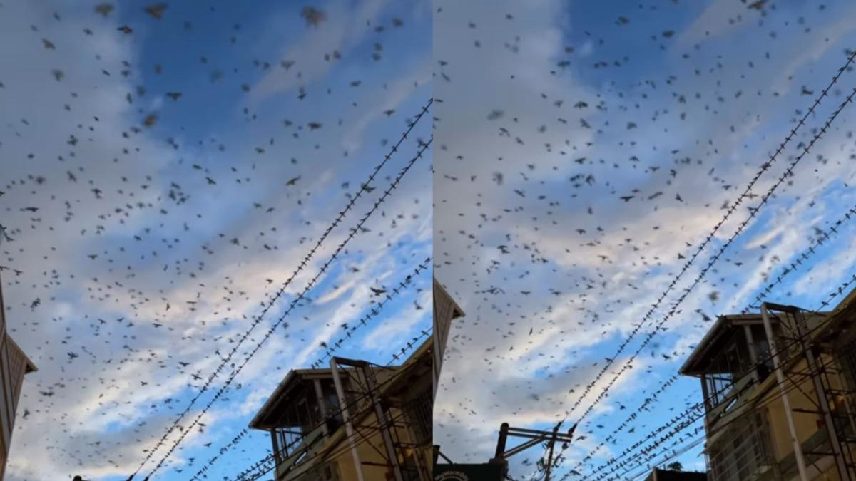 高雄數千隻「鳥群飛竄」遮天！網目睹嚇：恐有大禍降臨　專家給出答案│TVBS新聞網