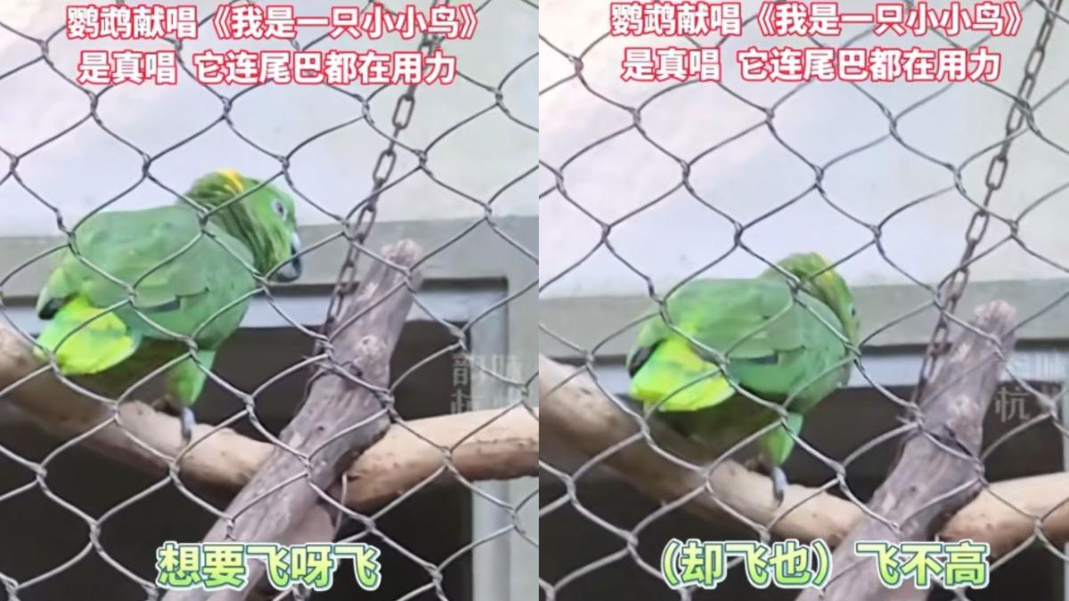 杭州動物園有鸚鵡高歌〈我是一隻小小鳥〉。（圖／翻攝自微博）