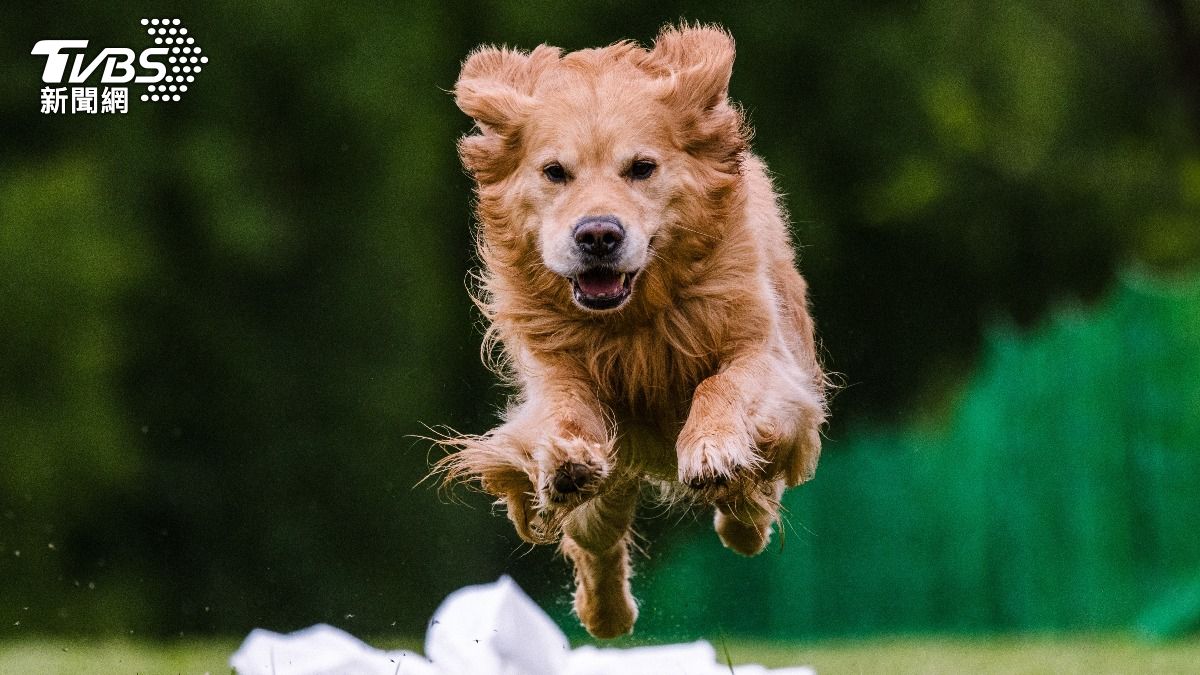 孕婦遭黃金獵犬飛撲流產。（示意圖／shutterstock 達志影像）