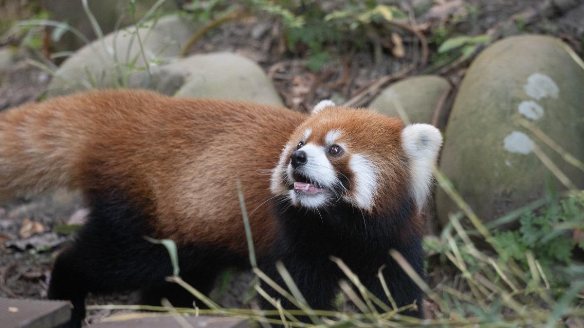 提前過中秋，動物園結合「國際小貓熊日」推出活動。（圖／動物園提供）