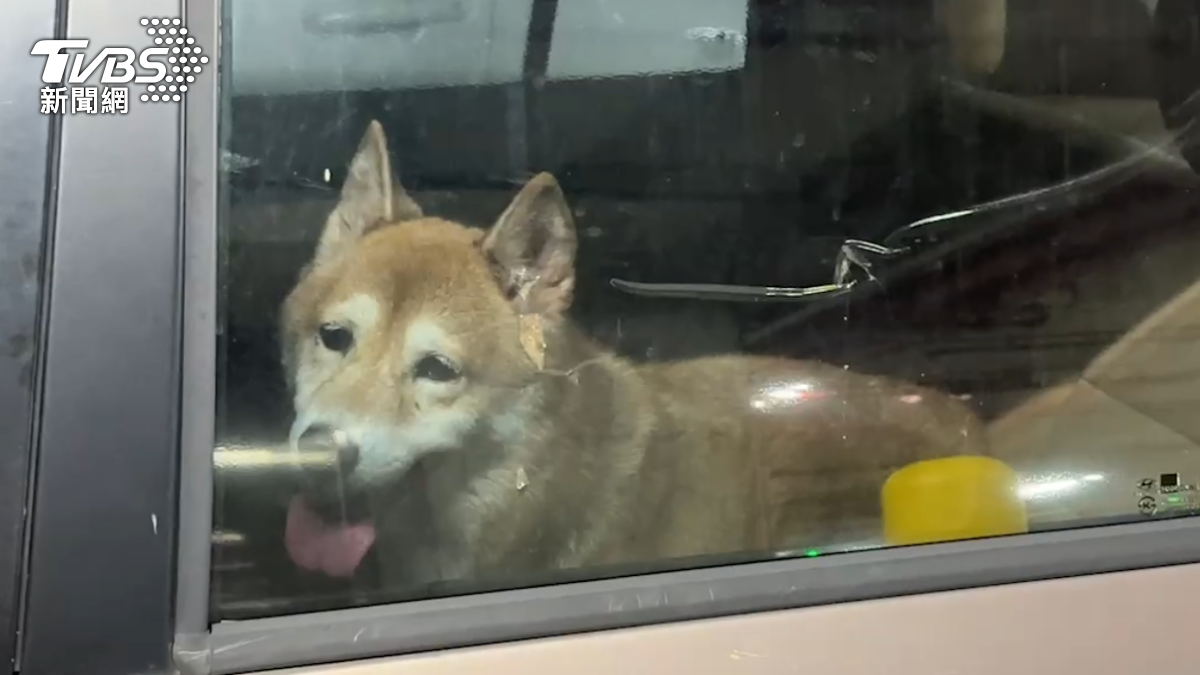 獨／飼主爽逛好市多？柴柴獨留車上「伸舌狂喘」動保處說話了