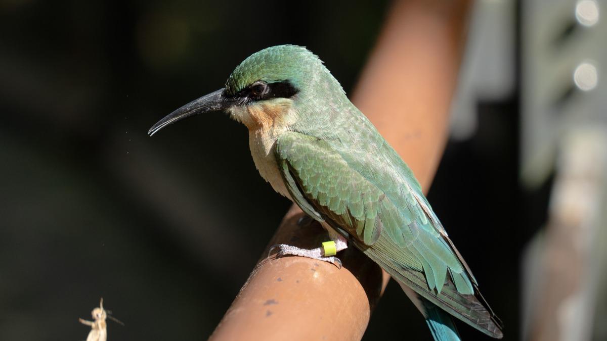 動物園人工孵育金門栗喉蜂虎，9/12成功放飛。（圖／動物園提供）