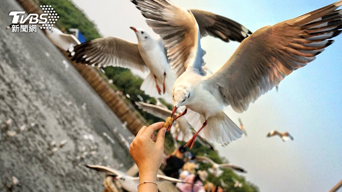 美國一名男子為避免海鷗搶女兒薯條、竟直接將其脖子扭斷。（示意圖／Shutterstock達志影像）