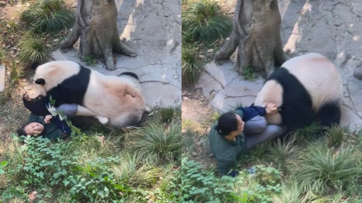 重慶動物園大貓熊攻擊保育員。（圖／翻攝自微博@灵魂小妖作妖纪）