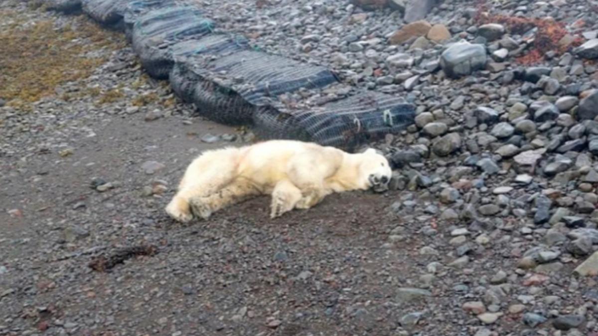 北極熊罕見現蹤冰島，卻慘遭警方射殺。（圖／翻攝自abcnews）