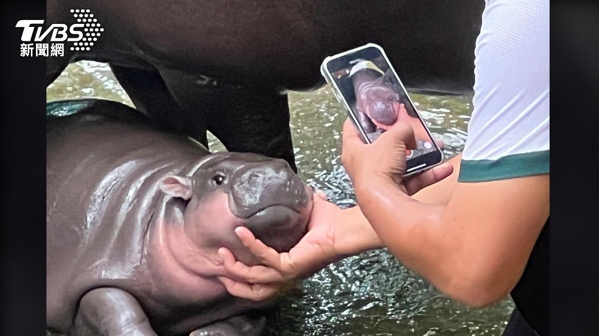 泰國可愛的侏儒河馬寶寶在社群爆紅，替動物園賺進上千萬收入。（圖／達志影像美聯社）