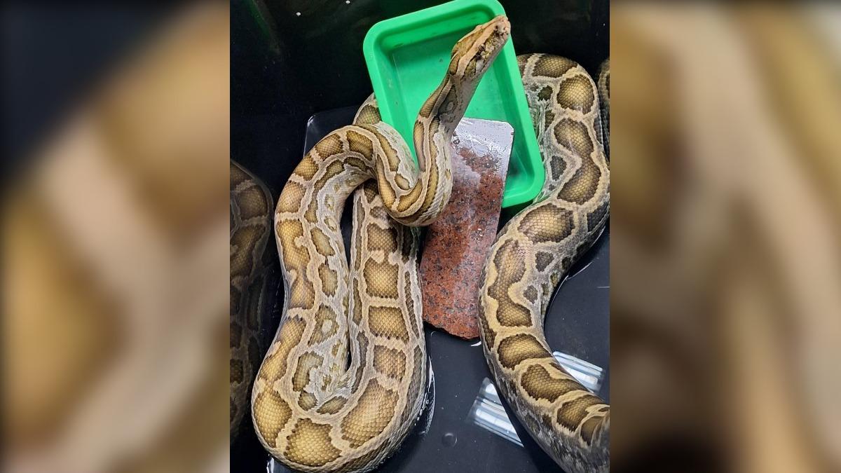 Lost python awaits owner in Changhua (Courtesy of CHCGADCC) Python found in laundry shop to be adopted if unclaimed