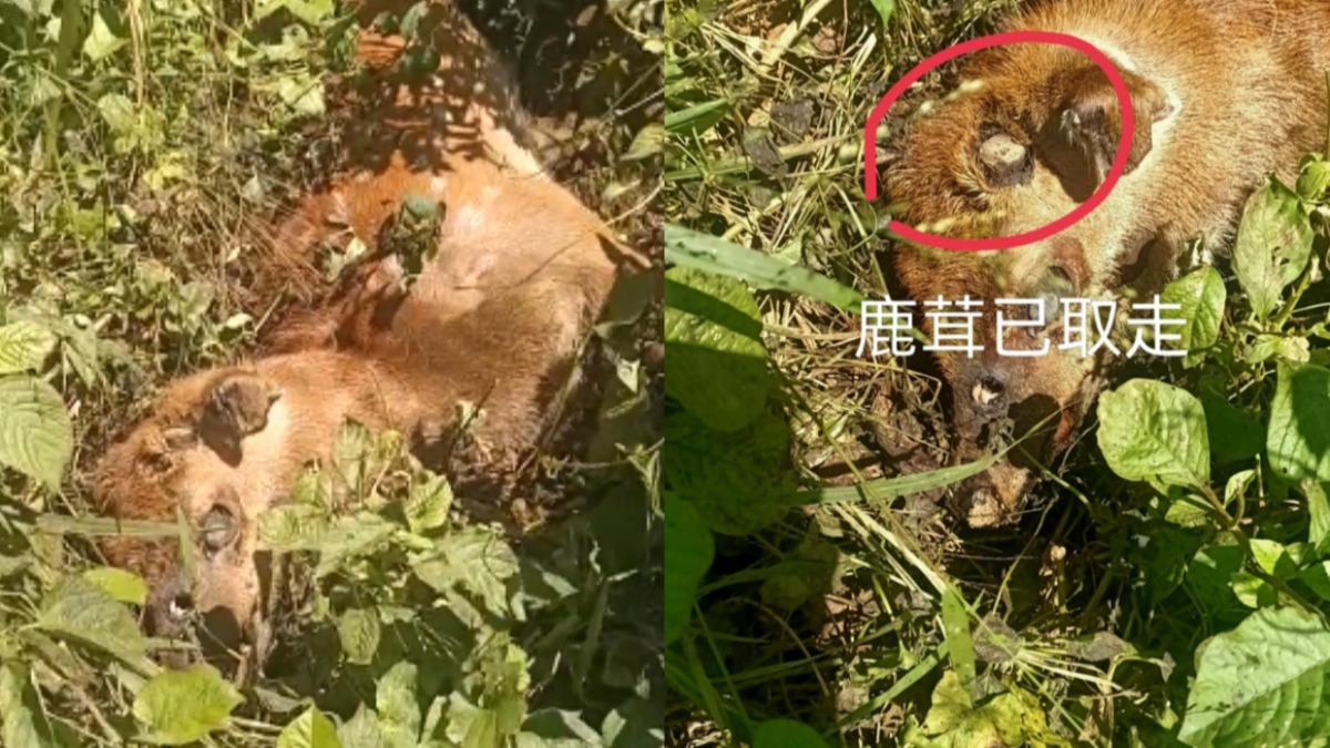 墾丁盜獵者猖狂，鹿屍遭丟棄路邊。（圖／翻攝自爆料公社）