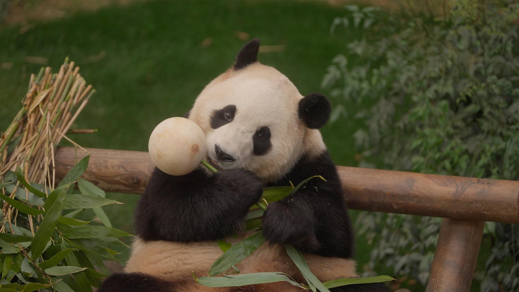 全韓最有名貓熊「福寶」催淚道別電影，揭露不為人知的故事。（圖／車庫娛樂提供）