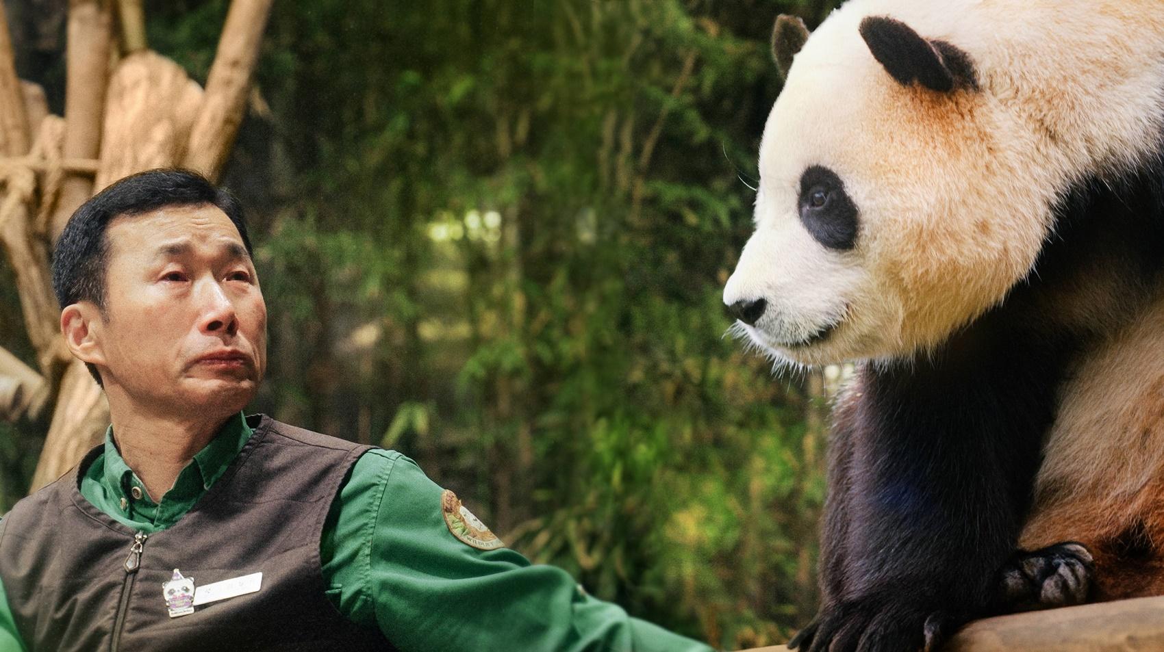 韓國愛寶樂園貓熊飼養員貼心舉動讓福寶成大明星。（圖／車庫娛樂提供）