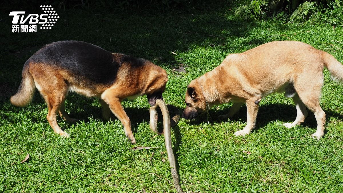 印度一隻比特犬為了保護小主人、與眼鏡王蛇廝殺5分鐘後勝出。（示意圖／Shutterstock達志影像）