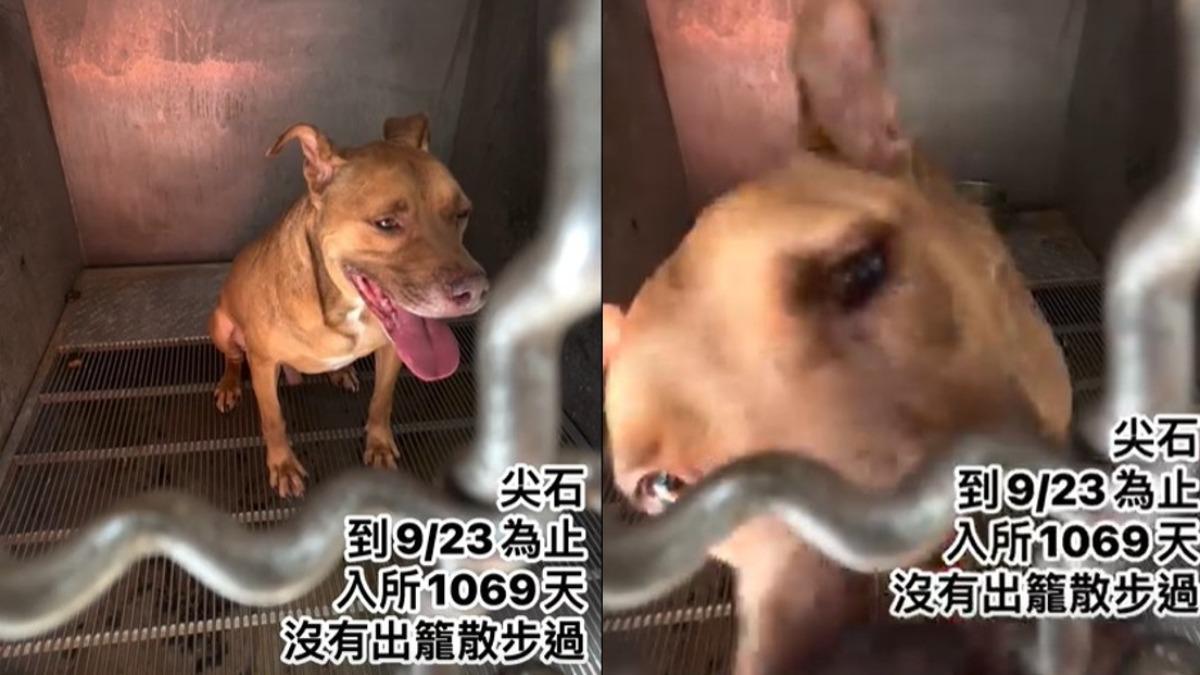 比特犬「尖石」進收容所千日，出現不少網友替牠求情。（圖／翻攝自臉書新竹縣收容所-竹北幸福道格認養小站）