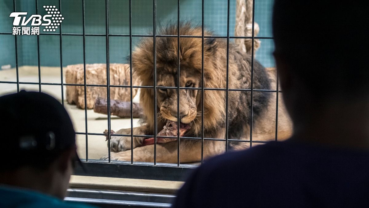 奈及利亞一名飼養員遭獅子咬死。（示意圖／Shutterstock達志影像）