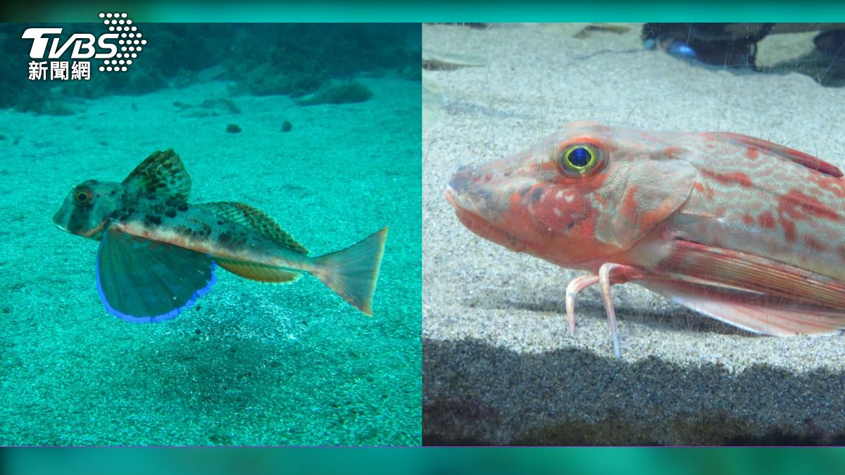 角魚（gurnards，別名海底知更鳥sea robin）。（示意圖／shutterstock 達志影像）