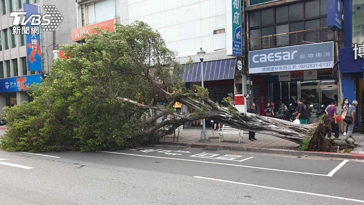 北市士林區中正路一顆6米高路樹倒塌，造成一名婦人受傷送醫。（圖／TVBS）