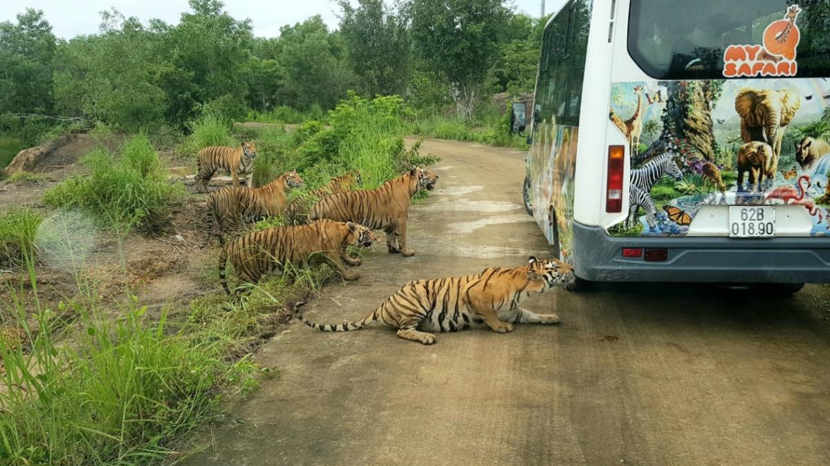 越南隆安省的美群動物園，傳出有老虎感染H5N1禽流感病毒死亡。（示意圖／翻攝自動物園官網）