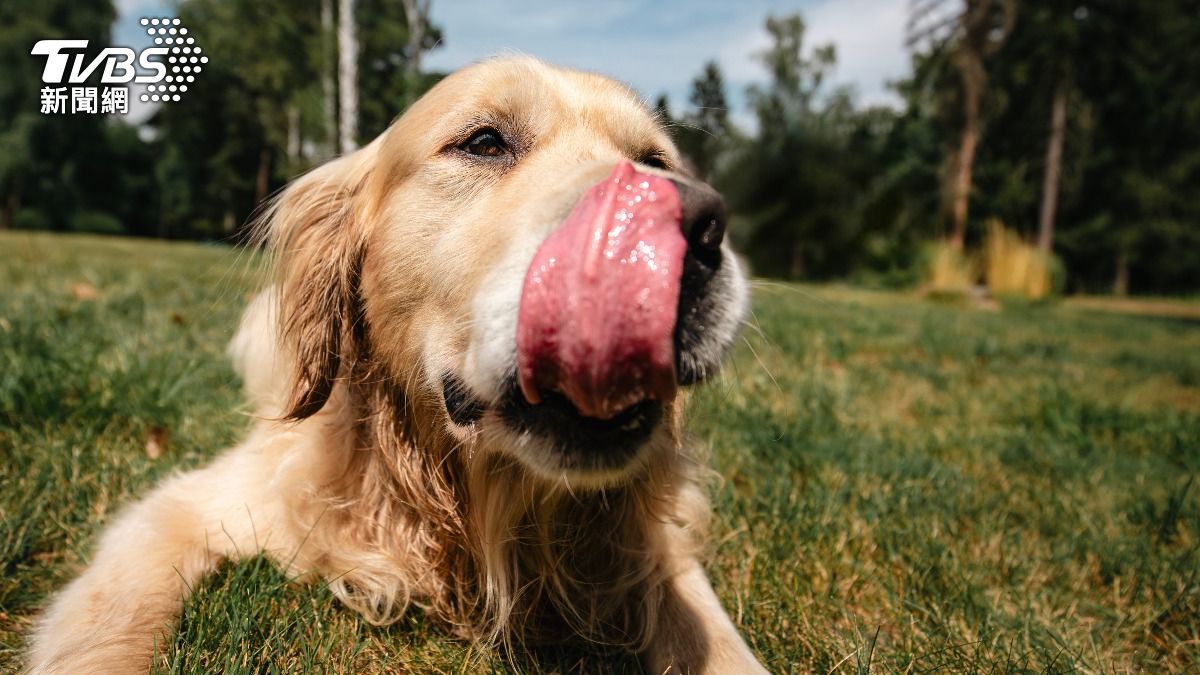 男網友目睹愛犬「遭家人壓頭」嚇瘋。（示意圖／Shutterstock達志影像）