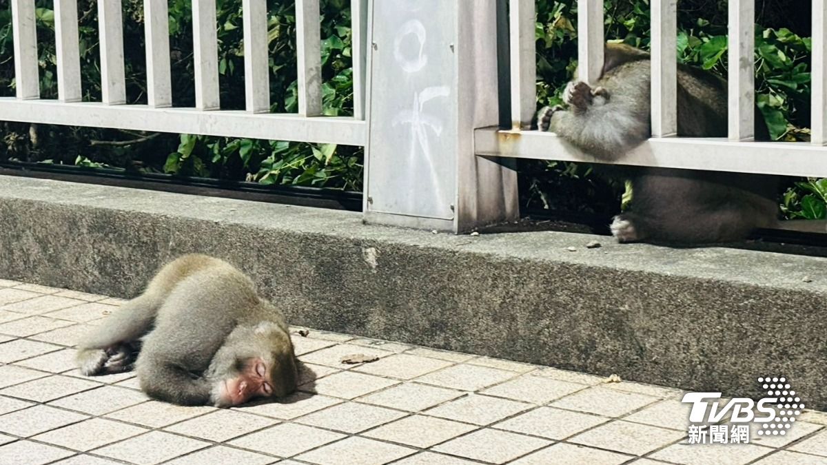 獼猴在路邊睡得像小嬰兒一樣香甜。（圖／TVBS）