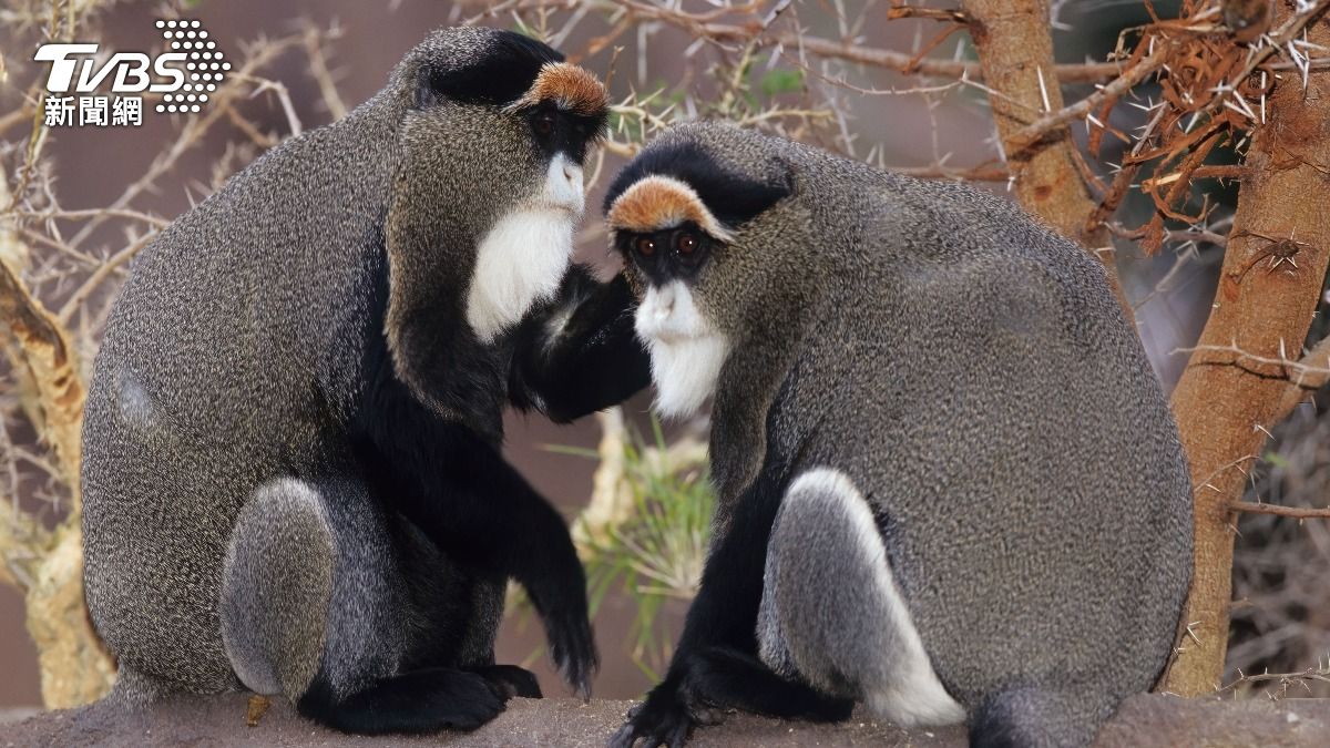 香港動植物公園在一天內有8隻猴子離奇死亡。（示意圖／shutterstock達志影像）