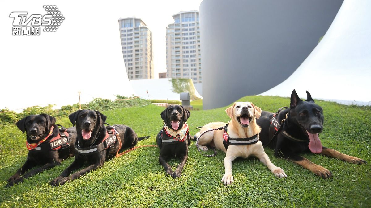 台中市政府的警犬開放領養。（圖／TVBS）