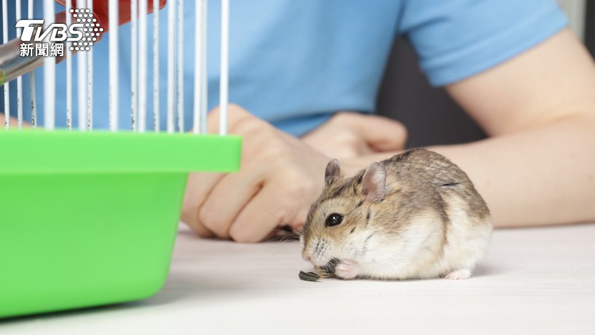 西班牙一名婦人遭倉鼠咬傷後死亡。（示意圖，非當事人／shutterstock 達志影像）