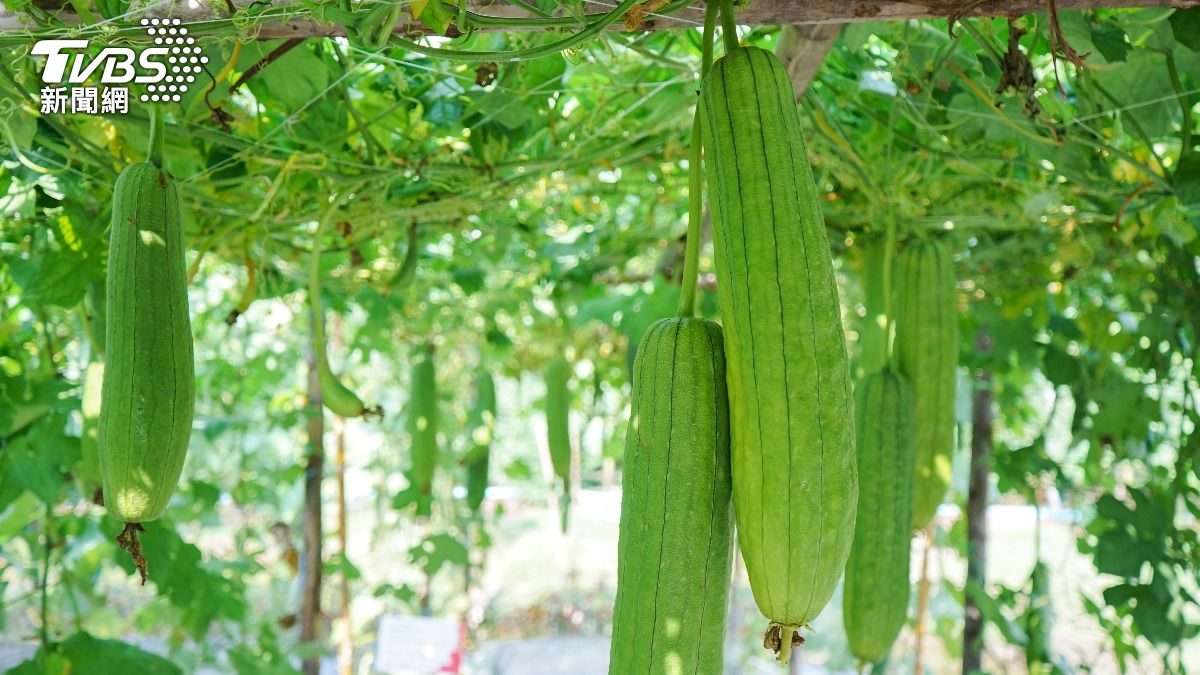 絲瓜不僅是常見的蔬菜，對肌膚與身體也有諸多好處。（示意圖／shutterstock達志影像） 