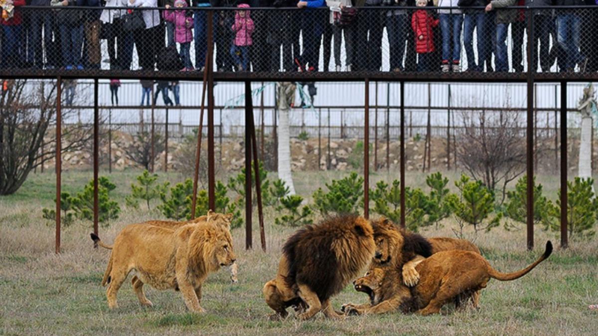 克里米亞半島上的「Taigan Safari Park」動物園發生女員工被獅子咬死的悲劇。（示意圖／翻攝自X@jaccocharite）