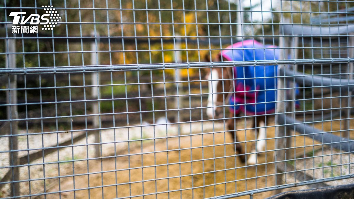 巴西一名偷馬賊遭韁繩纏住、在馬路上拖行重傷。（示意圖／Shutterstock達志影像）