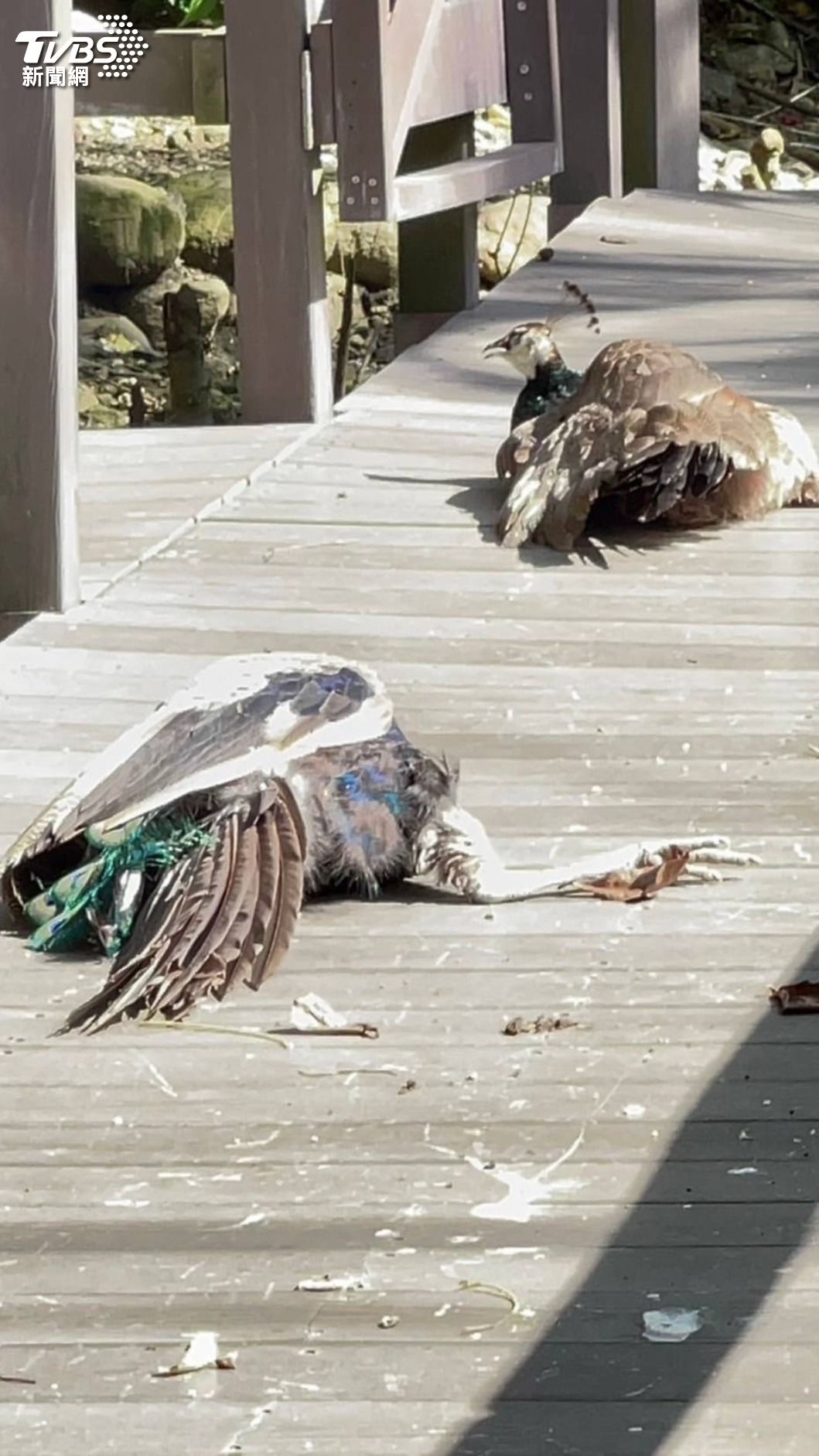 原來孔雀只是愜意的在曬日光浴。(圖/TVBS)