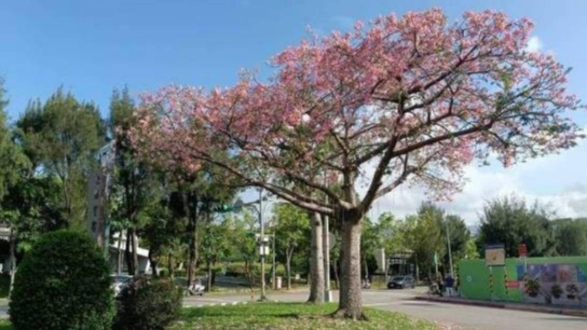 北市美人樹逢花期。（圖／北市公園處）