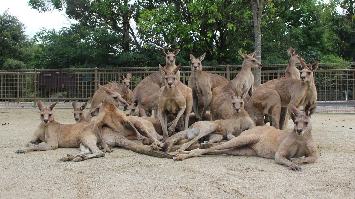 日本有座動物園的袋鼠擺出酷似偶像團體的姿勢合照。（圖／翻攝自X@hibiki_kangaroo）