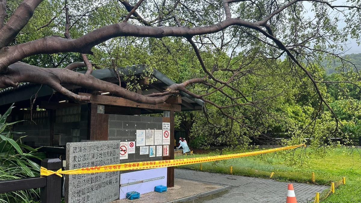 北投硫磺谷因巨樹倒塌緊急閉園2天進行整修。（圖／北市政府產業發展局）