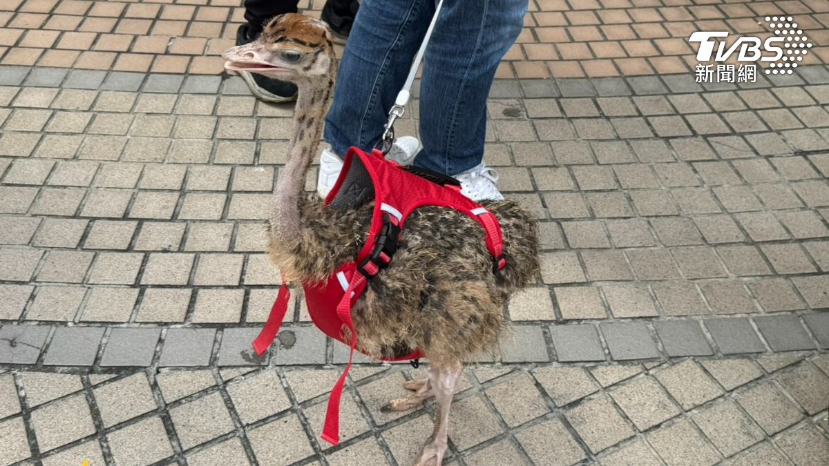 熱情民眾帶著「鴕鳥」前來捐血。（圖／林雅婷攝）