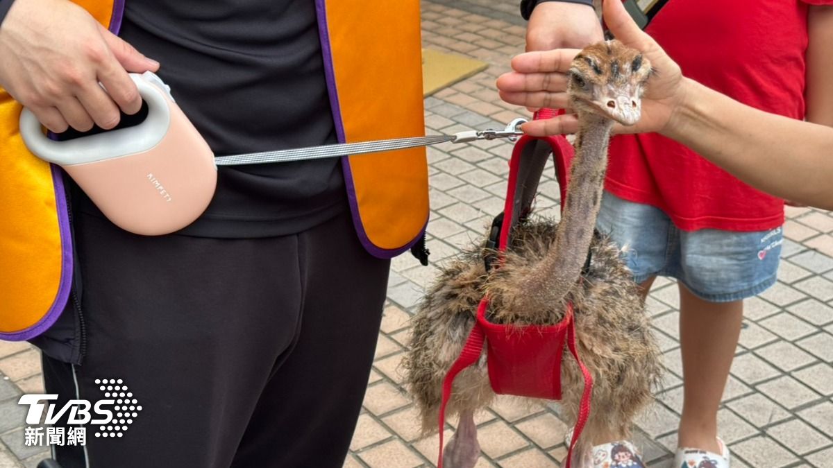 鴕鳥寶寶目前只有3個月大。（圖／林雅婷攝）