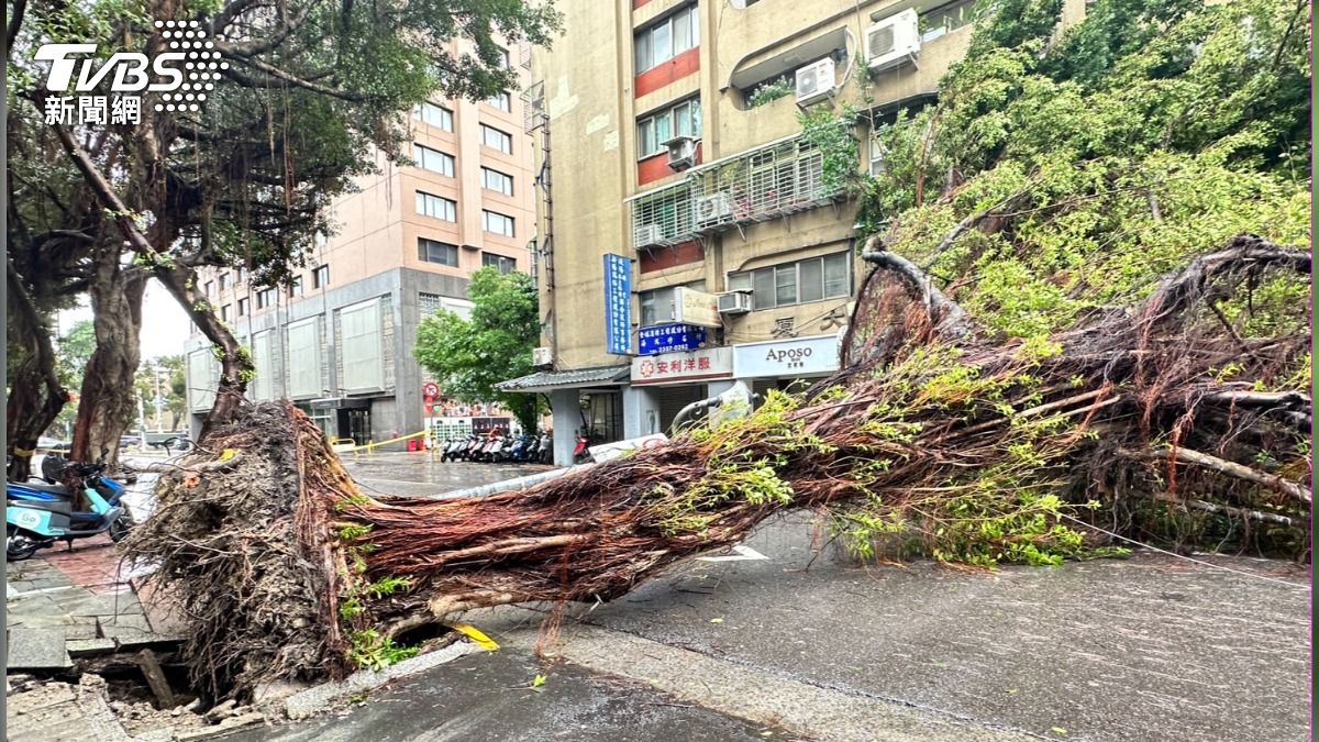 立法院旁鎮江街巨樹橫倒路中。（圖／潘袁詩羽攝）