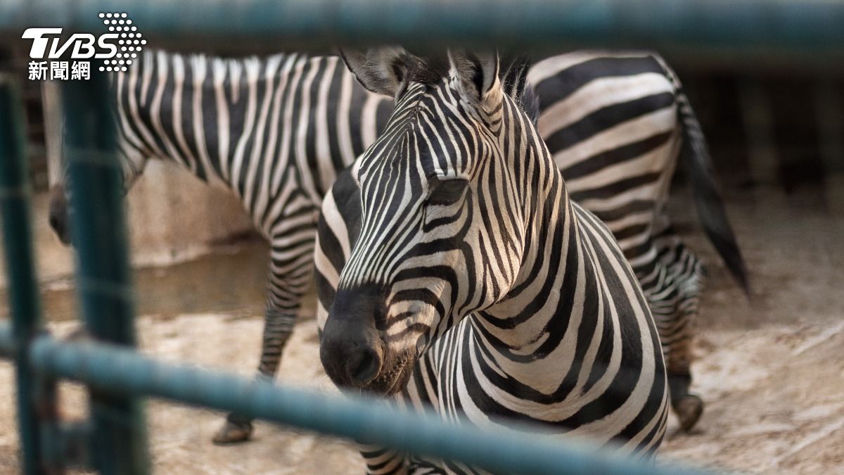 動物園斑馬撞牆爆衝疑斷頸　陸客圍觀笑：哈哈暈了