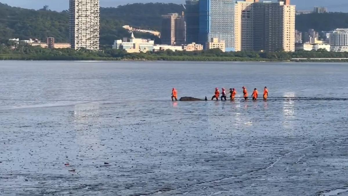 海巡人員救援擱淺的抹香鯨。（圖／翻攝記者爆料網）