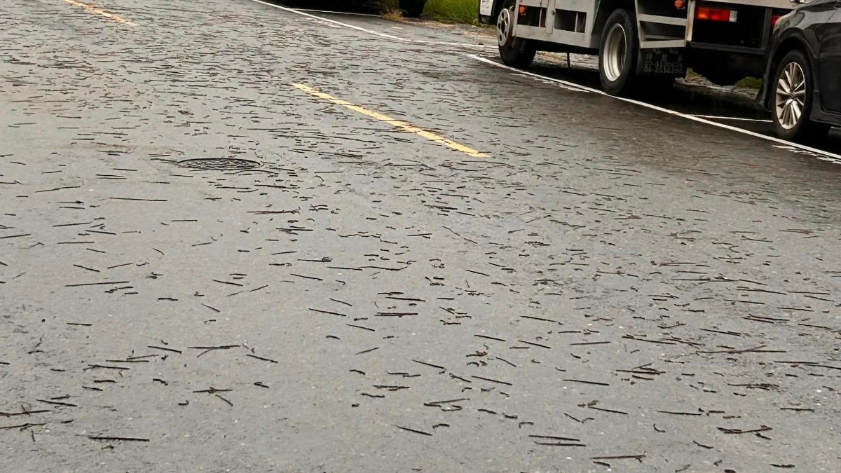 地震,地震蚯蚓,台南地震,高雄地震,921地震,台南地震,嘉義地震,高雄地震,地震前兆,台中地震