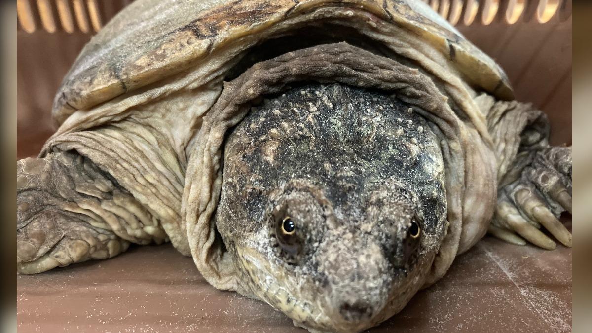 苗栗動物保護防疫所擬開放認領收容鱷龜。（圖／苗栗縣動物保護防疫所提供）