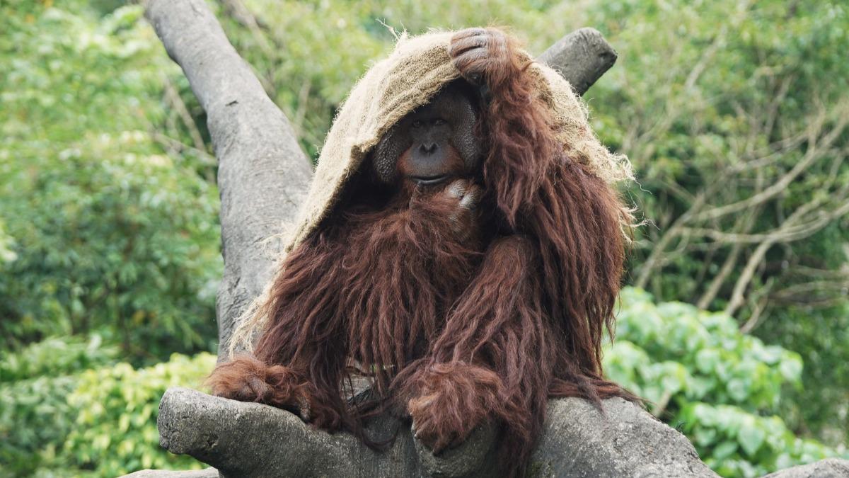 Taipei Zoo boosts cold weather measures (Courtesy of Taipei Zoo) Taipei Zoo boosts efforts to shield animals from cold