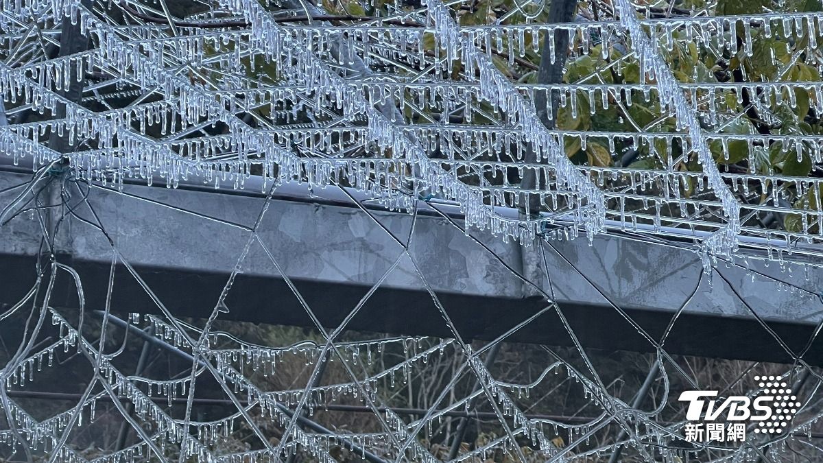棚架因澆灌噴水結成冰柱。（圖／TVBS）